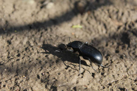 beetleの写真素材