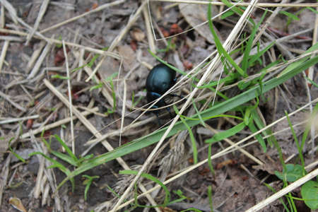 beetleの写真素材