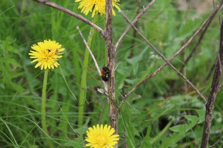 insects, flowers