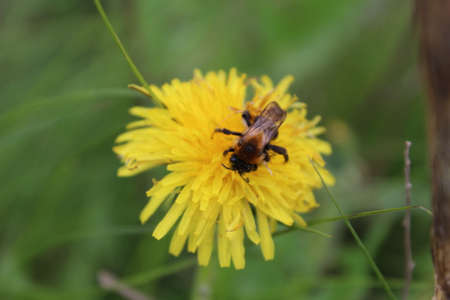 flowers, insectsの写真素材