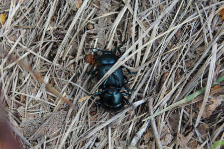 beetlesの写真素材