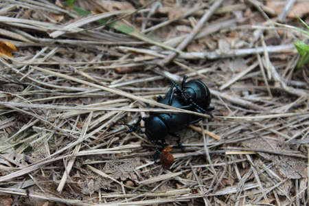 beetlesの写真素材