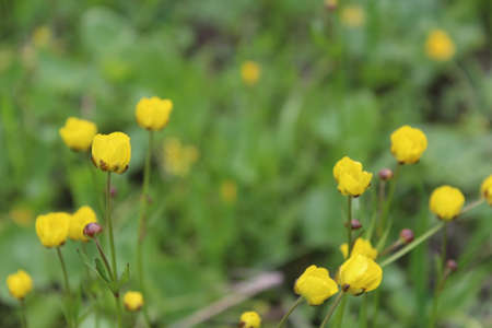 Flowersの写真素材