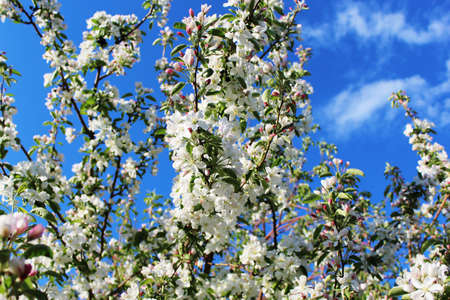 apple tree in bloomの写真素材