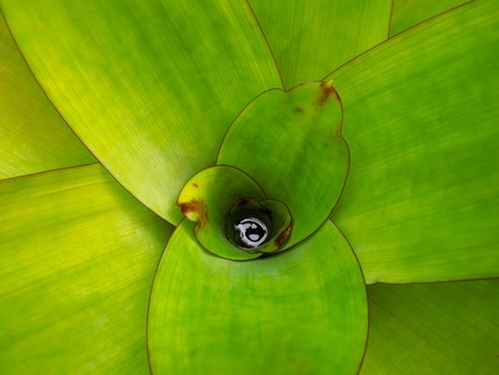 Green bush with long bright leaves and dewdrops in the centerの写真素材