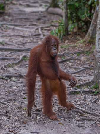Good fellow orangutan standing on the road and thinking (Indonesia, Borneo / Kalimantan)の写真素材
