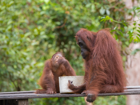 Mom and baby orangutans have breakfast in the jungles of Indonesia (Kalimantan, Borneo)の写真素材
