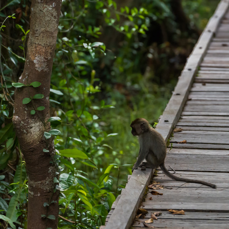 Little thoughtful cynomolgus monkeys sitting on the edge of a wooden deck near a tree (Borneo /...
