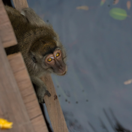 Grey cynomolgus looking up sitting near the pond (Borneo / Kalimantan, Indonesia)