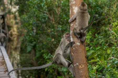 Two gray cynomolgus monkey nimbly climb up the tree (Borneo / Kalimantan, Indonesia)