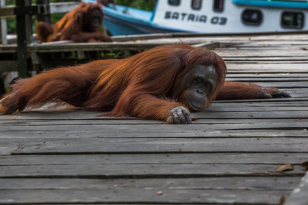 Big orangutan lies on a wooden platform with his back up against the background of a ship (Borneo / Kalimantan, Indonesia)の写真素材