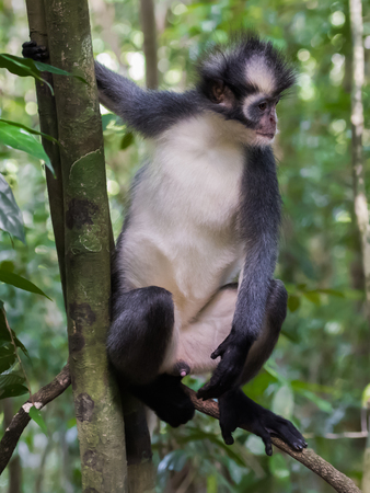 Grey Langur Thomas is sitting on a branch and showing his white belly (Sumatra, Indonesia)