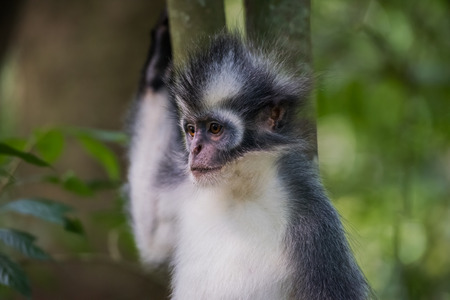 Muzzle brooding Thomas langurs on brown-green background (Sumatra, Indonesia)の写真素材