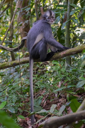 Nice Thomas Langur sits on a branch high above the ground and its tail hanging below it (Sumatra,...