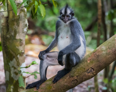 Thomas langurs closeup sitting on a branch with its tail hanging down in the thick jungle (Bohorok,...