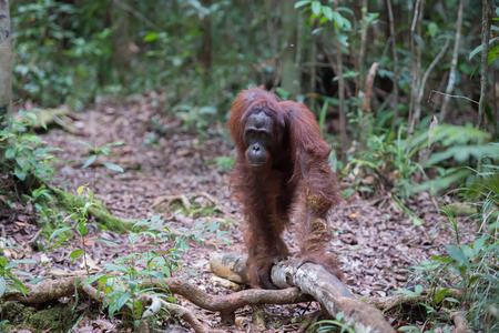 Close orangutan Pongo stands on a tree near the dry leaves in the evergreen jungle (Kumai, Indonesia)の写真素材