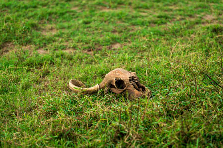 Buffalo scull in the National park Yala, Sri lankaの写真素材