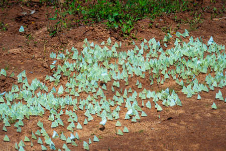 Butterflies in the Yala National Park, Sri Lankaの写真素材