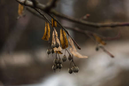 The plants survived the frost quietly come to lifeの写真素材