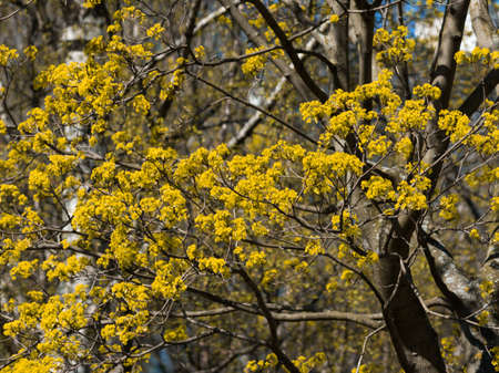 exquisite beauty of sunny spring St. Petersburg