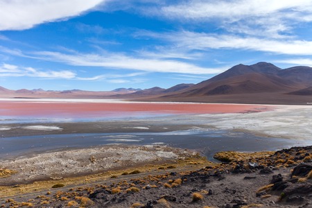 Laguna Colorada Flamingoes, Uyuni, Boliviaの写真素材