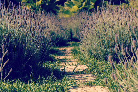 Focus of way through lavender field in ruralの写真素材