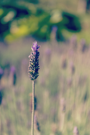 Purple lavender flower on beautiful bokeh background.の写真素材