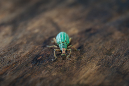 Polydrusus sericeus, Green Immigrant Leaf Weevil, Blue bugの写真素材