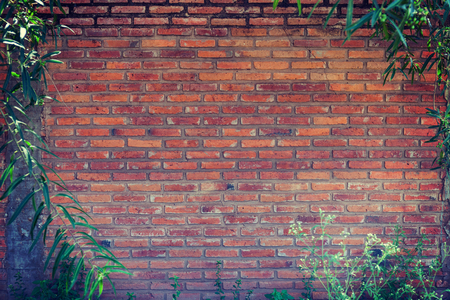 Vintage red brick wall background framed by tropical climbing plantsの写真素材