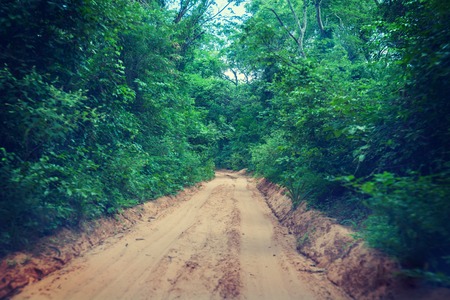 Winding road in the jungle of the Amazoniaの写真素材
