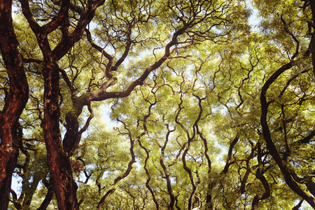 Lush green tree branches. The warm spring sun shines through the trees. Thick green leaves, outdoor landscape. Horizontallyの写真素材