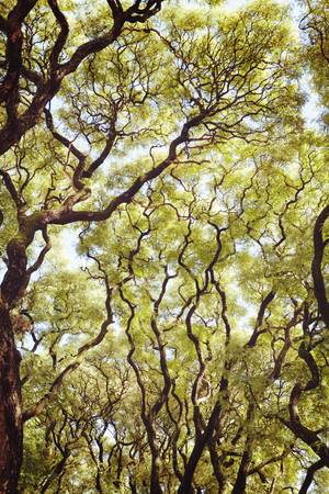 Lush green tree branches. The warm spring sun shines through the trees. Thick green leaves, outdoor landscape. Verticallyの写真素材