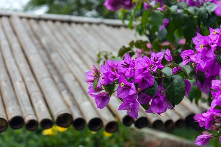 Flower tree commonly called Santa Rita or Flor de papel. Bougainvillea glabra, the lesser bougainvillea or paperflower.の写真素材