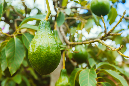 Bunch of fresh avocados ripening on an avocado tree branch at sunny day in a gardenの写真素材