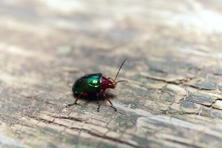 Metallic Green Beetle on a wooden bench. Macro shot. Selective Depth of Field. Stock photoの写真素材