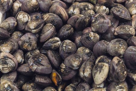 Plenty of fresh closed oysters on ice. Close up. Sea food. Chinese Seafood Market in Buenos Aires. Stock photoの写真素材