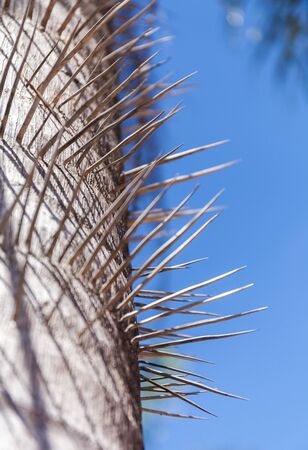 Trunk of a spiny palm tree. A close up color image of the spikes against the blue sky. Stock photoの写真素材