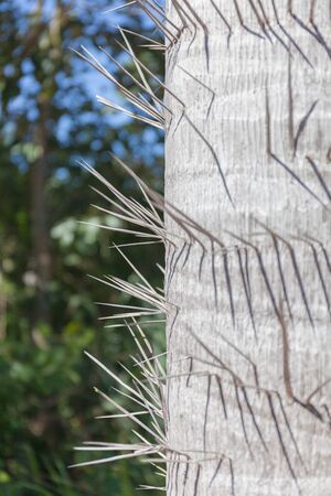 Trunk of a spiny palm tree. A close up color image of the spikes on the background of green. Stock photoの写真素材