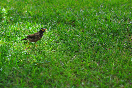 Myna ordinary. Vietnam. Jumping on the green grass.の写真素材