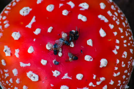 Live flies on the fly agaric.の写真素材