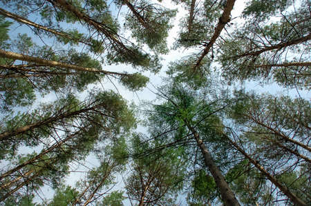 pine forest bottom view to the sky