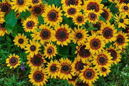 Yellow flowers on a flowerbed in the park.の写真素材