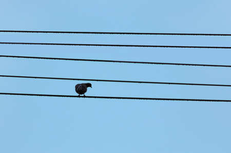Dove on wires. Fa notation on the stave.の写真素材