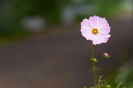 Close up of pink flower, coreopsis in summer garden. Blur the background.の写真素材