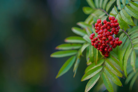 A bunch of orange rowan berries on a blurred green background. Autumn still life.の写真素材