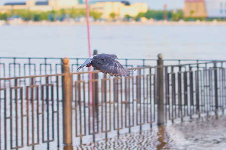 Dove in flight over a seething river during a flood. Selective focus. Fencing on the embankment.の写真素材