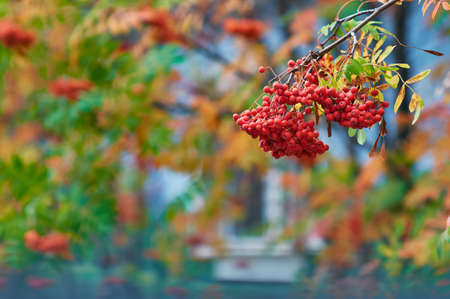 A bunch of orange rowan berries on a blurred yellow background. Natural source of vitamin C. Healthy eating. Autumn still life.の写真素材