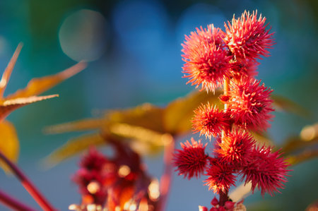 Ricinus communis or Carmencita, also Castor Oil Plant. Close up. Perennial flowering plant in the spurge family, Euphorbiaceae. It is the sole species in the monotypic genus, Ricinus. Selective focus.の写真素材