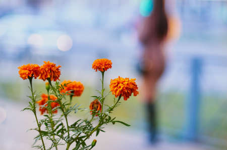 Close-up of beautiful orange flowers. Abstract silhouette of a girl in deep blur in the background. City landscape.の写真素材