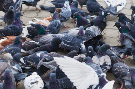 Pigeons on city street. Numerous urban birds. Partial blur.の写真素材